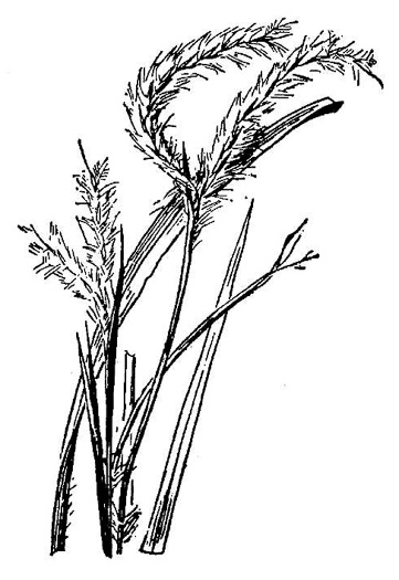 image of Andropogon floridanus, Florida Bluestem