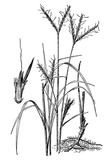 image of Andropogon gerardi, Big Bluestem, Turkeyfoot