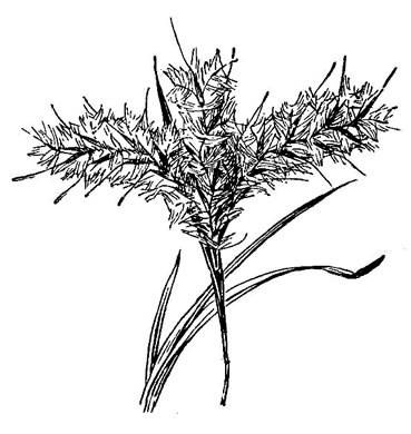 image of Andropogon longiberbis, Longbeard Bluestem