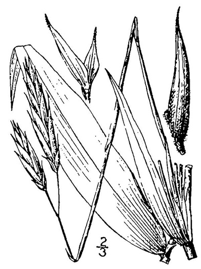 image of Arundinaria gigantea, River Cane, Giant Cane