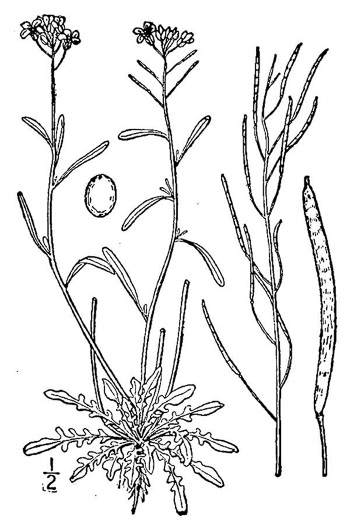 image of Arabidopsis lyrata ssp. lyrata, Lyreleaf Rockcress, Dwarf Rockcress, Sandcress