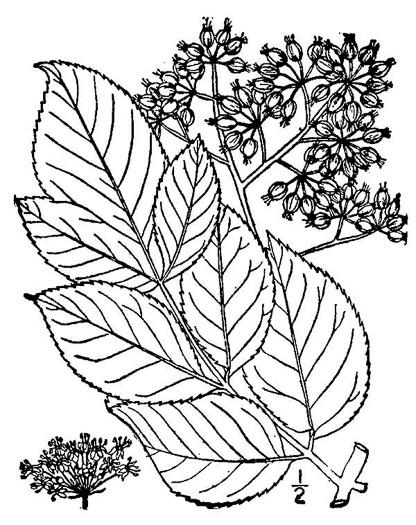 image of Aralia spinosa, Devil's Walkingstick, Hercules-club, Prickly Aralia, Prickly-ash