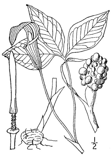 image of Arisaema triphyllum, Common Jack-in-the-Pulpit, Indian Turnip