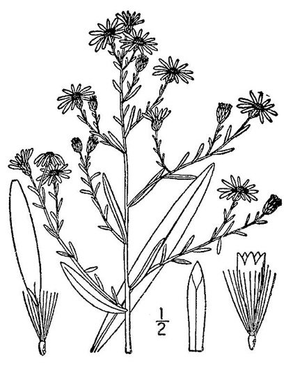 image of Symphyotrichum dumosum var. dumosum, Bushy Aster, Long-stalked Aster, Rice Button Aster