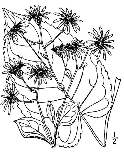 image of Eurybia macrophylla, Large-leaf Aster, Bigleaf Aster