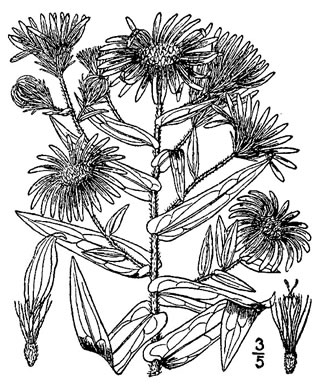 image of Symphyotrichum novae-angliae, New England Aster, Michaelmas-daisy