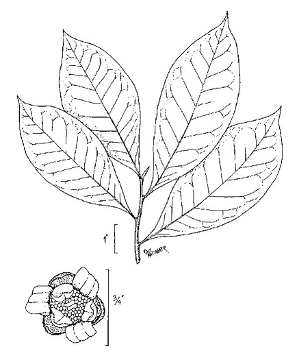 image of Asimina parviflora, Small-flowered Pawpaw, Small-fruited Pawpaw, Dwarf Pawpaw