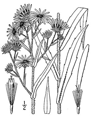 image of Symphyotrichum puniceum var. puniceum, Purplestem Aster, Swamp Aster