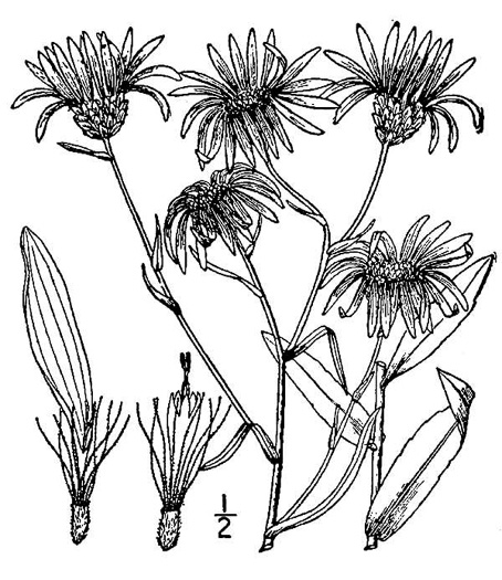 image of Eurybia surculosa, Creeping Aster, Michaux's Wood-Aster