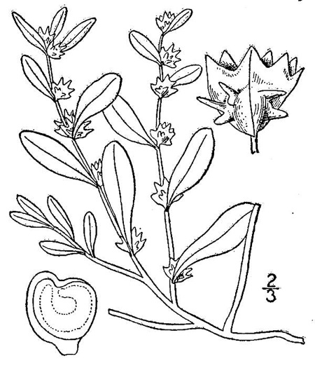 image of Atriplex pentandra, Seabeach Orach