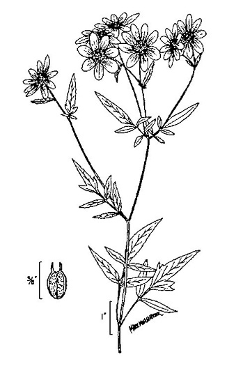 image of Bidens polylepis, Ditch Daisy, Bearded Beggarticks, Midwestern Tickseed-sunflower, Tickseed Sunflower