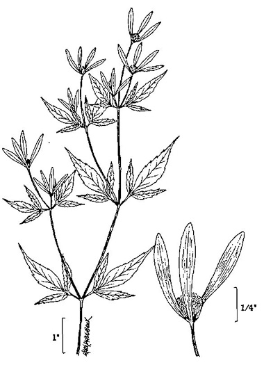 image of Bidens discoidea, Few-bracted Beggar-ticks, Small Beggarticks