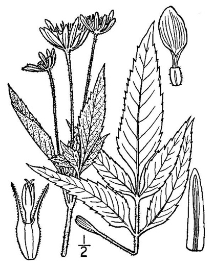 image of Bidens vulgata, Tall Beggarticks