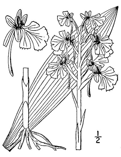 image of Platanthera peramoena, Purple Fringeless Orchid, Purple Spire Orchid, Pride-of-the-peak