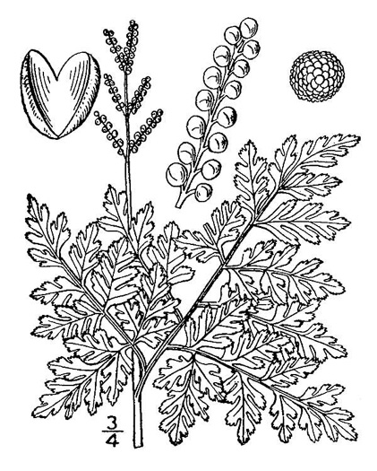 image of Botrypus virginianus, Rattlesnake Fern, Sang-find