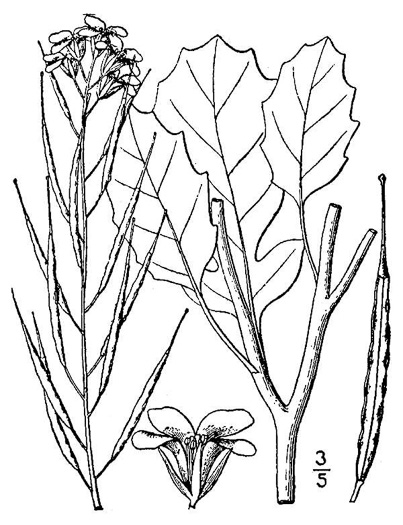 image of Brassica juncea, Mustard Greens, Indian Mustard, Brown Mustard, Chinese Mustard