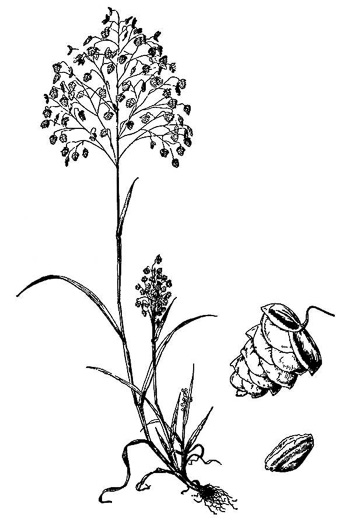 image of Briza minor, Lesser Quaking-grass