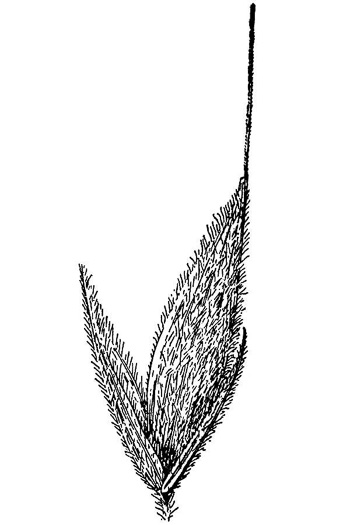 image of Bromus nottowayanus, Satin Brome, Virginia Brome, Nottoway River Brome