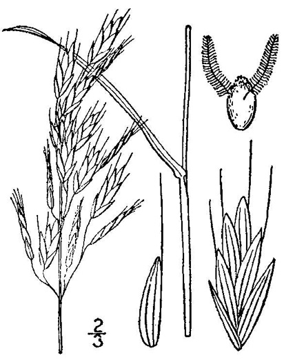 image of Bromus racemosus, Smooth Brome, Bald Brome