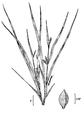 image of Carex abscondita, Thicket Sedge