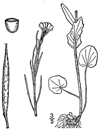 image of Cardamine bulbosa, Bulbous Bittercress, Spring Cress