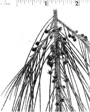 image of Casuarina equisetifolia ssp. equisetifolia, Australian-pine, Horsetail Casuarina, Beach She-oak, Coastal She-oak