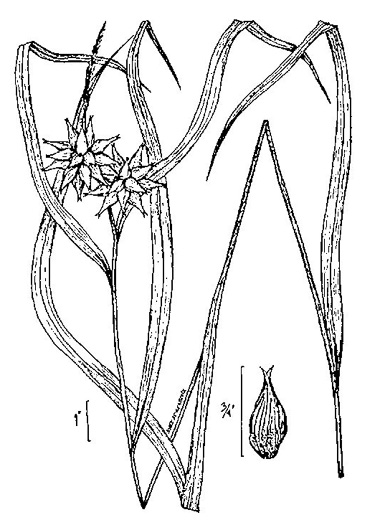 image of Carex grayi, Gray's Sedge