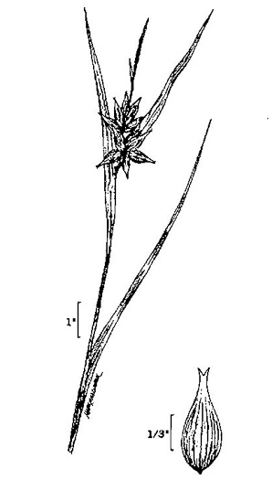 image of Carex intumescens var. intumescens, Bladder Sedge, Pregnant Sedge