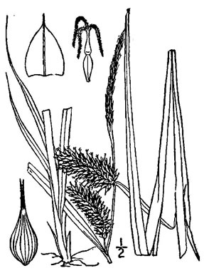 image of Carex lurida, Sallow Sedge