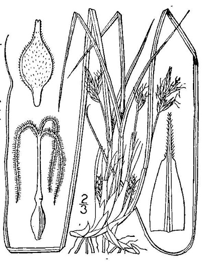 image of Carex nigromarginata, Black-edged Sedge