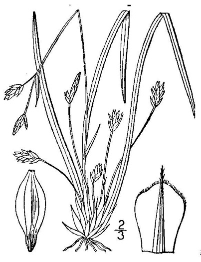 image of Carex pedunculata var. pedunculata, Longstalk Sedge, Pedunculate Sedge