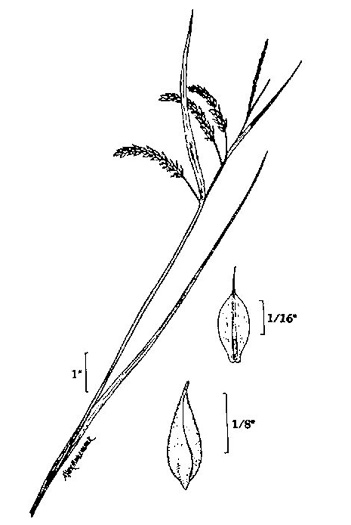 image of Carex prasina, Necklace Sedge, Drooping Sedge