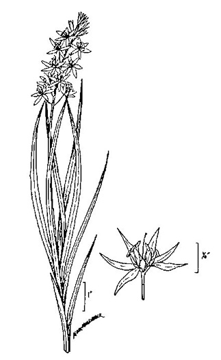 image of Camassia scilloides, Wild Hyacinth, Eastern Camas Lily, Quamash Lily