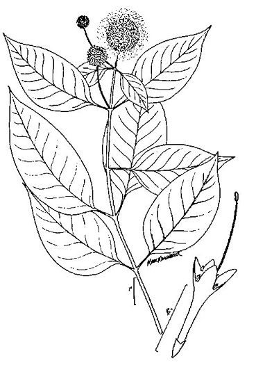 image of Cephalanthus occidentalis, Buttonbush