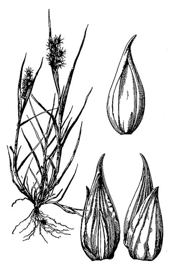 image of Cenchrus tribuloides, Dune Sandbur, Dune Sandspur