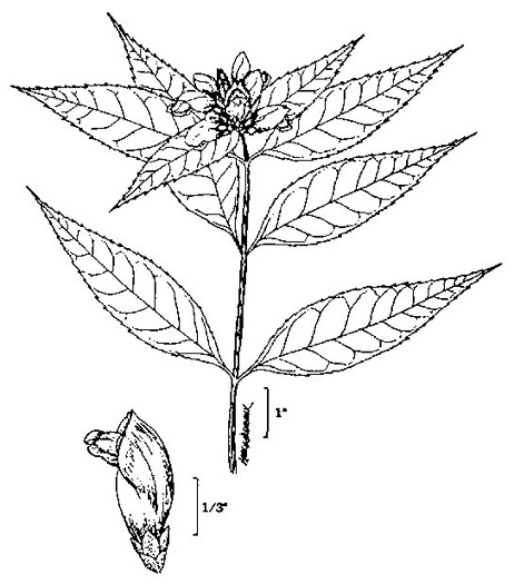 image of Chelone glabra, White Turtlehead