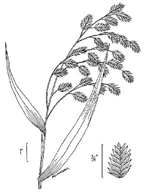 image of Chasmanthium latifolium, River Oats, Northern Sea Oats, Fish-on-a-stringer, Indian Woodoats