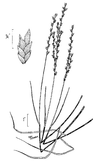 image of Chasmanthium laxum, Slender Woodoats, Slender Spikegrass