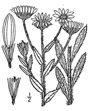 image of Bradburia pilosa, Soft Goldenaster, Hairy Goldenaster