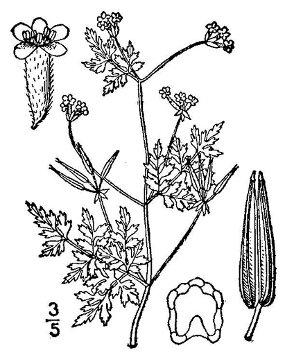 image of Chaerophyllum tainturieri, Southern Chervil, Wild Chervil, Hairyfruit Chervil