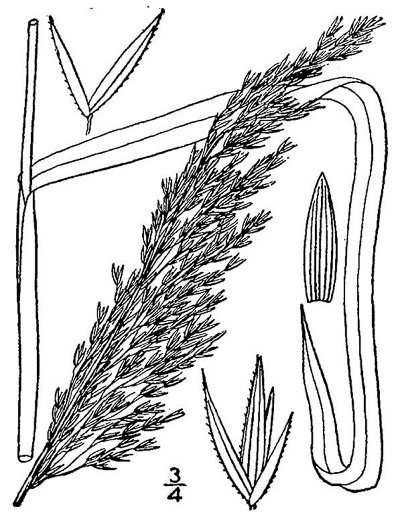 image of Cinna arundinacea, Common Woodreed, Stout Woodreed, Sweet Woodreed