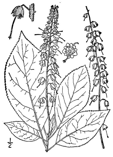 image of Clethra acuminata, Mountain Sweet-pepperbush, Cinnamonbark, Cinnamon Clethra, Mountain White-alder