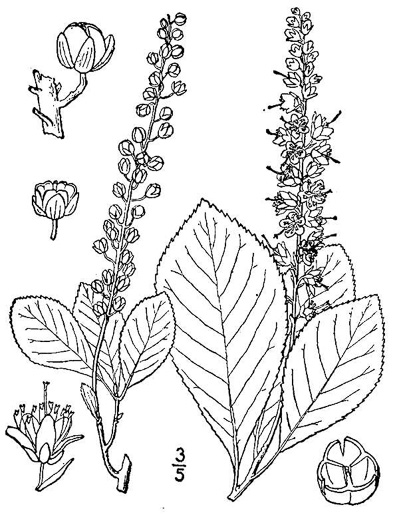 image of Clethra alnifolia, Coastal Sweet-pepperbush, Coastal White-alder