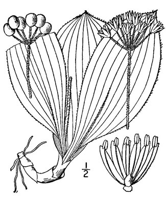 image of Clintonia umbellulata, Speckled Wood-lily, White Clintonia