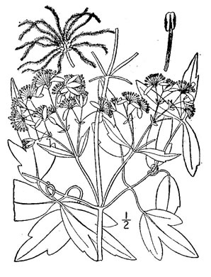 image of Clematis virginiana, Virgin's Bower