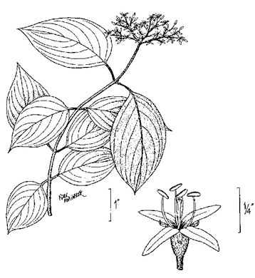 Swida amomum, Silky Dogwood, Bush Dogwood, Silky Cornel