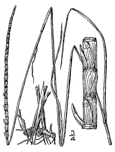 image of Mnesithea cylindrica, Carolina Jointgrass