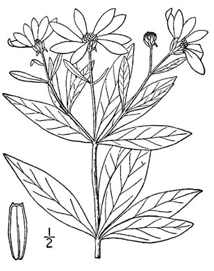 drawing of Anacis major, Whorled Coreopsis, Woodland Coreopsis