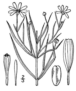 image of Coreopsis rosea, Rose Coreopsis, Pink Tickseed