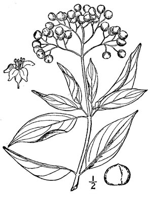 image of Swida foemina, Southern Swamp Dogwood